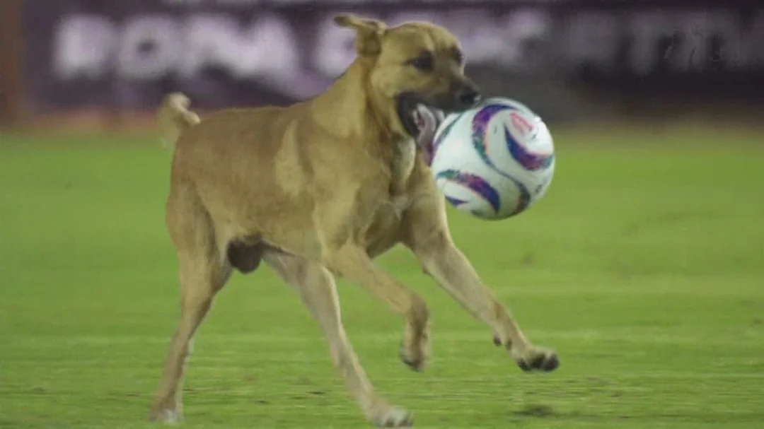 Dog runs onto pitch during Al Ahly Bank's draw with Al Masry